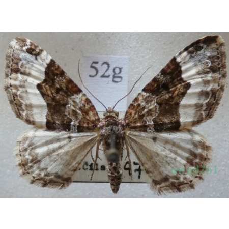 Euphyia unangulata (Haworth, 1809) Paśnik jednozębik Czech52g
